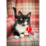 Cupid & Comet Foot of Festive Cat Balls