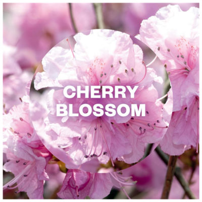 Air Wick Freshmatic Refill Cherry Blossom 250ml - British product