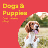 Bob Martin Clear 3in1 Flavoured Wormer Tablets for Dogs 2 Tablets - British product
