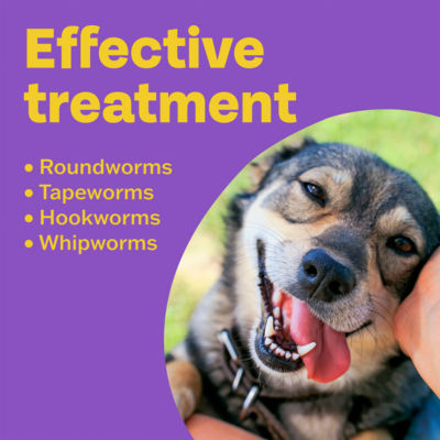 Bob Martin wormer tablets for dogs 4 pack - British product