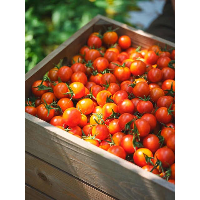 M&S Piccolini vine tomatoes 360g, imported from the UK