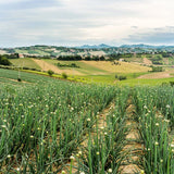 Natoora Large Spanish Garlic, imported from the UK