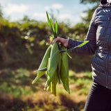 Ocado sweetcorn cobettes family pack, imported from the UK