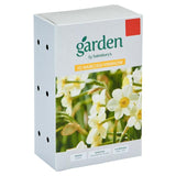 Narcissus Tazetta Minnow Flower Seeds Pack of 10