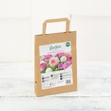 Sainsburys Garden Dahlia Pastel Colours x5