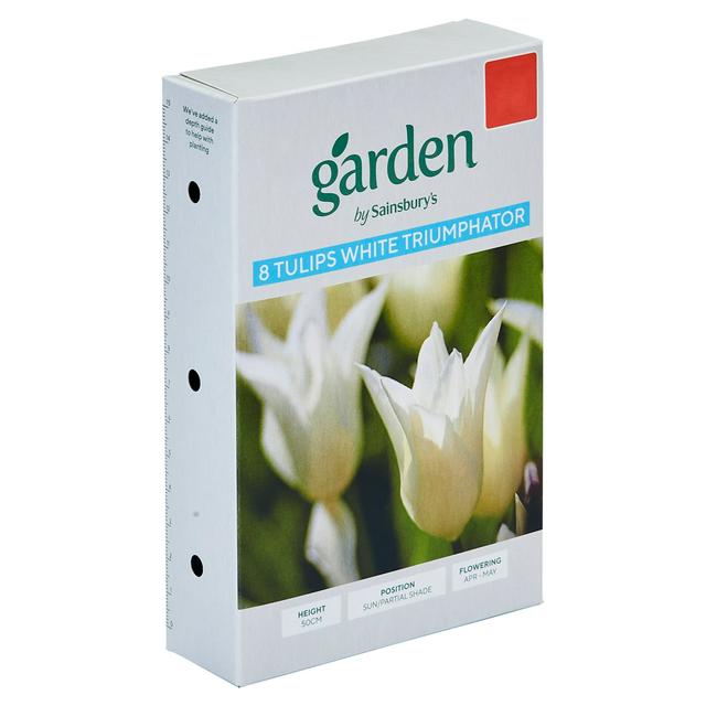White Triumphator Lily-Flowered Tulip Bulbs, Pack of 10 for Mass Planting
