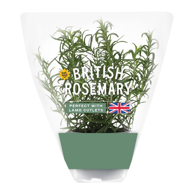 M&S rosemary pot, imported from the UK