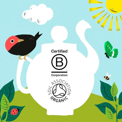 Infusettes de thé vert pur bio Fairtrade Clipper 80 unités