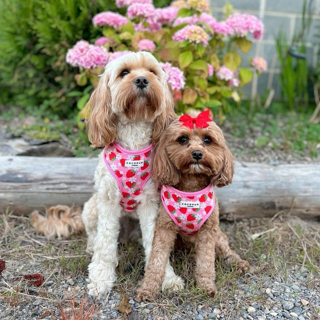 Cocopup Pupberry Fields dog harness Large - British product