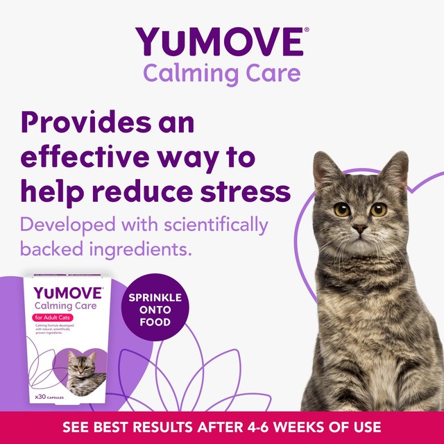 Lintbells YuMOVE cat calming supplement (British brand)