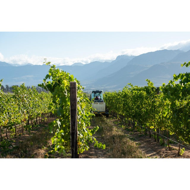 Babylonstoren Chenin Blanc