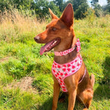 Cocopup Pupberry Fields dog harness Large - British product