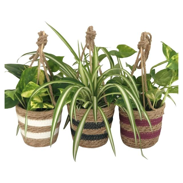 Green Plant in Hanging Basket 13cm