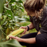 Ocado sweetcorn cobettes family pack, imported from the UK
