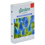 Sainsburys Garden Grape Hyacinths x25