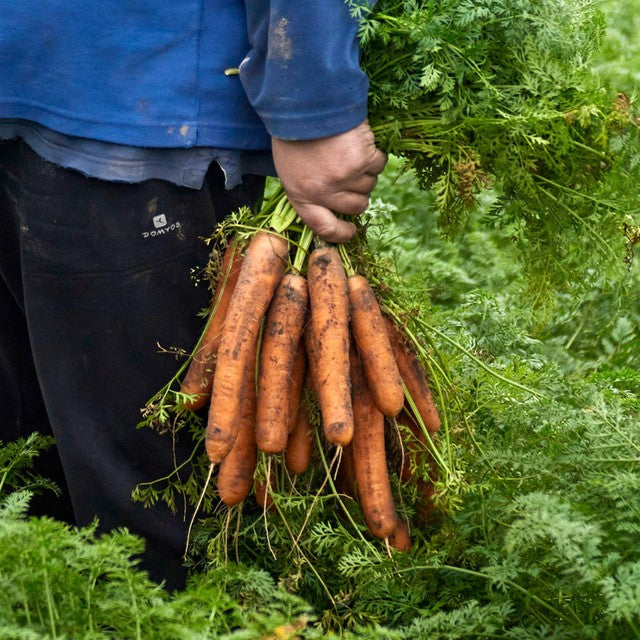 Natoora French Sable Carrots 500g, imported from the UK