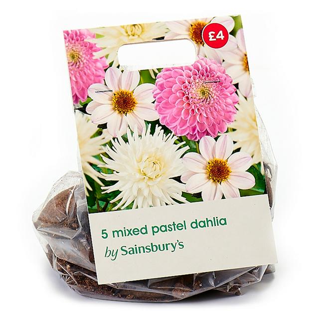 Sainsburys Dahlia Pastel Mix Bulbs