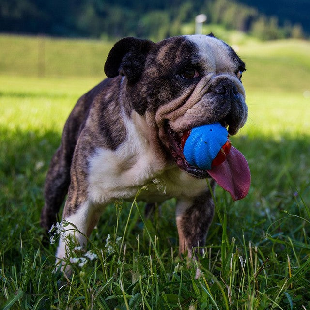 Zeus Duo Ball with squeaker 5cm (British brand)