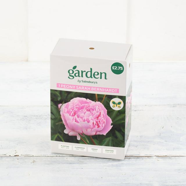 Single Highly Scented Pink Double-Flowered Peony Plant