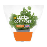 M&S British coriander fresh herb plant pot, imported from the UK