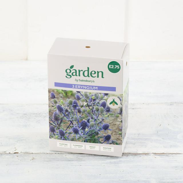 Sainsburys Garden Eryngium x3