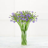 Brodiaea