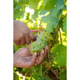 Babylonstoren Chenin Blanc