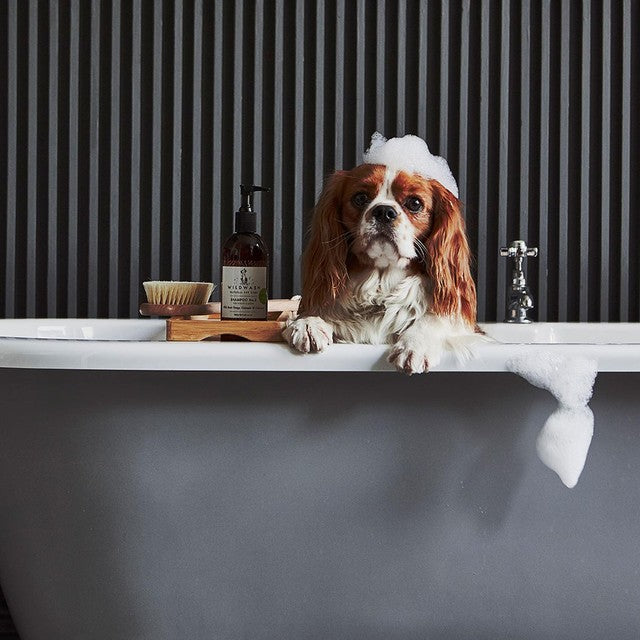 Wildwash super sensitive dog shampoo 250ml (British brand)
