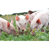 Packington Free Range Pork Chops Rind On 495g, imported from the UK