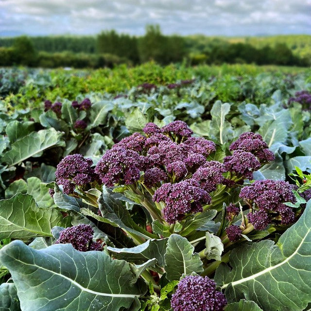Natoora purple sprouting broccoli 225g, imported from the UK