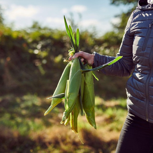 Ocado Corn on the Cob 2 per pack, imported from the UK