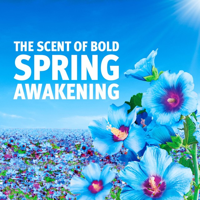 Bold washing powder Spring Awakening 44 washes - British product