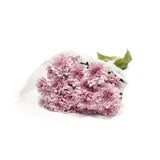 MM Flowers Spray Chrysanthemum cut flowers 5 stems 40cm (British brand)