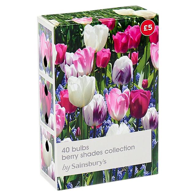 Berry Shades Flower Bulbs Collection, 40 Bulbs Including Tulips and Muscari