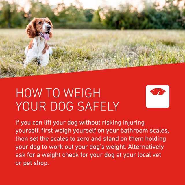 Frontline dog wormer tablets from 3kg 2 pack - British product