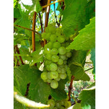 Errazuriz Reserva Pinot Grigio white wine 75cl - British product