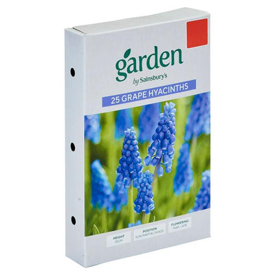 Sainsburys Garden Grape Hyacinths x25