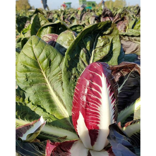 Natoora Italian Radicchio Trevisano 300g, imported from the UK