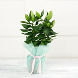 Sainsburys Oriental Lily