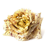 Natoora Radicchio Castelfranco chicory, imported from the UK