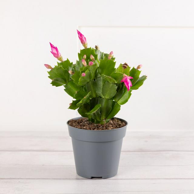 Flowering Cactus