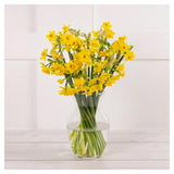 Sainsburys Speciality Daffodils