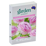 Ranunculus Picotee Pink