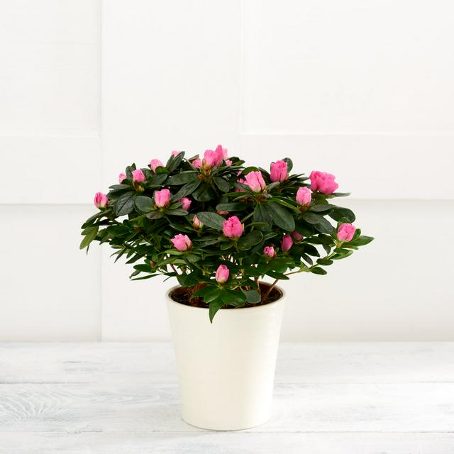 Azalea Flowering Plant