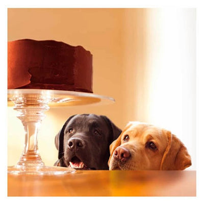 Woodmansterne Dogs & Cake Blank Greeting Card 173x167mm