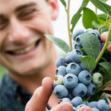 Berryworld blueberries 150g - British product