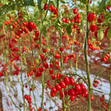 Natoora Sicilian Heritage Tomato Duo mixed tomatoes 220g shipped from the UK