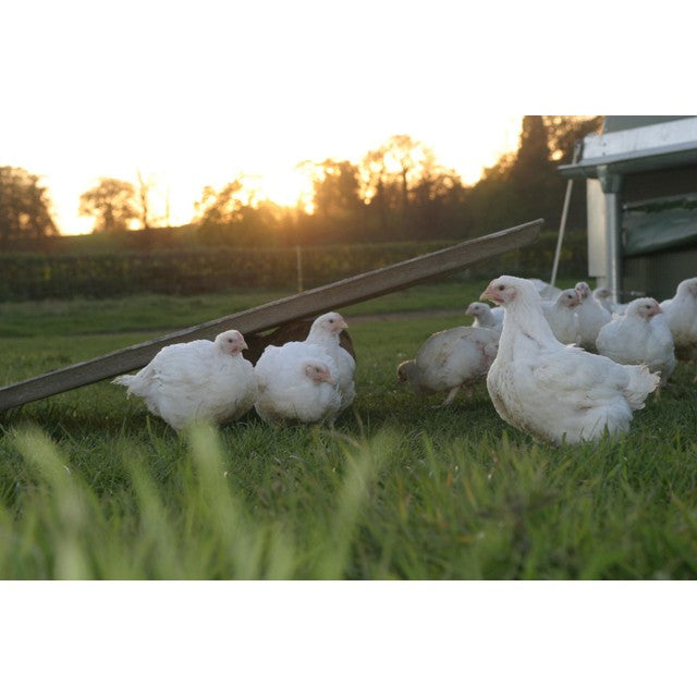 Packington Free Range Chicken Mini Fillets 400g, imported from the UK