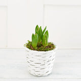 Sainsburys Hyacinth Basket Gift x3