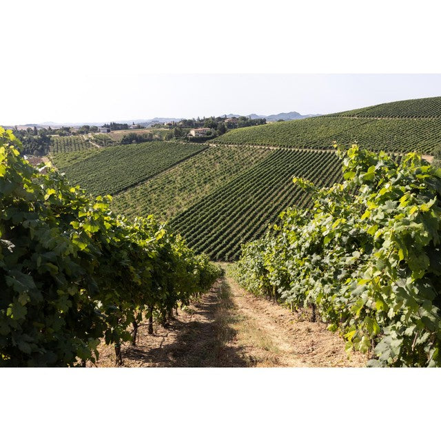 Bricchetto Pinot Grigio white wine 75cl - British product